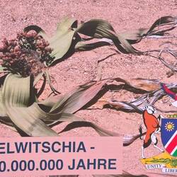 Eine dritte ältesten Pflanzen der Welt