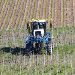 Überall in den Weinbergen wird schon eifrig gearbeitet.