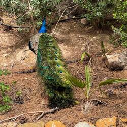 einige Pfaue laufen hier herum