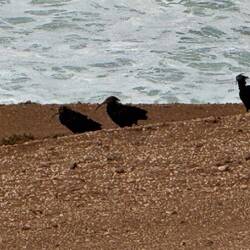 Unterwegs diese seltenen Vögel gesehen 🤔