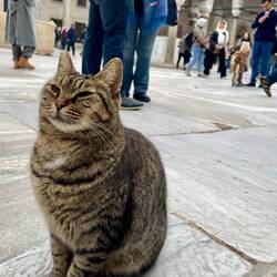 Mosque cat posing