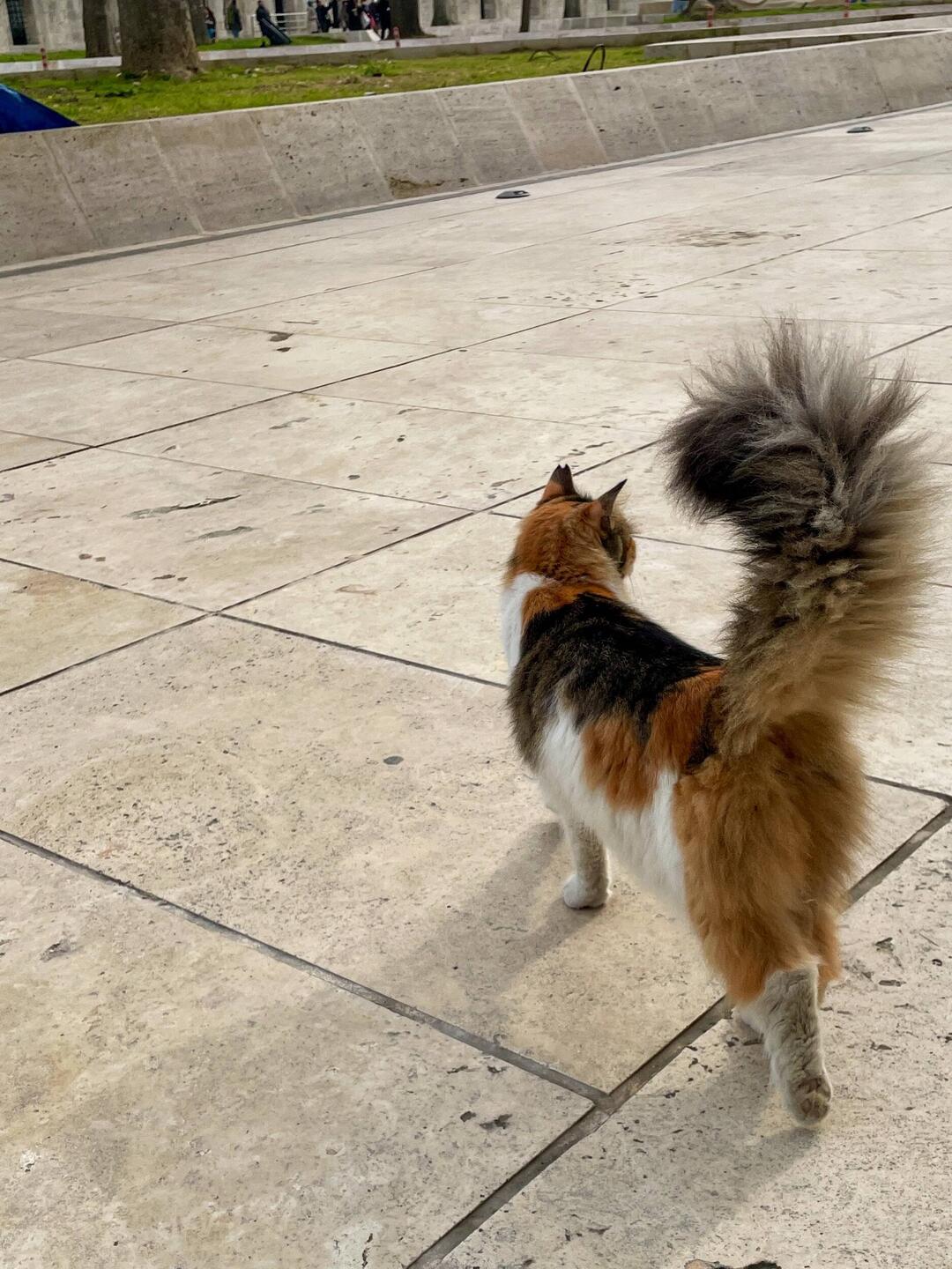 Classic cat butt pose 🙄😂