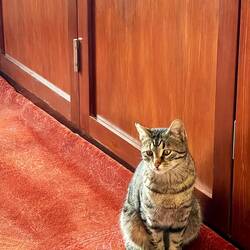 Mosque cat in contemplation