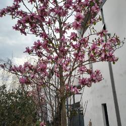 Oh, die ersten Magnolienbäume blühen schon