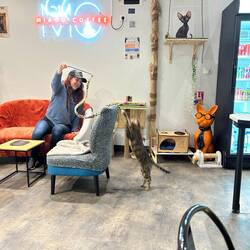 Sogar spielen durfte man mit den Katzen