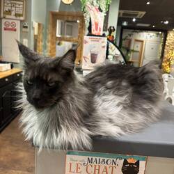 Eine sehr erhabene Katze