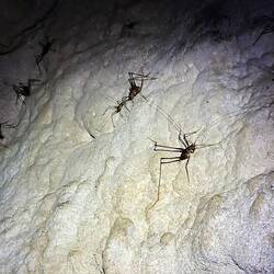 Weta (giant cricket-like bugs) on river coral hiding from birds just inside the cave