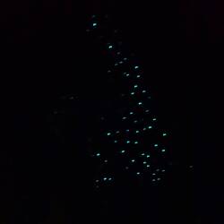 Glow worms!