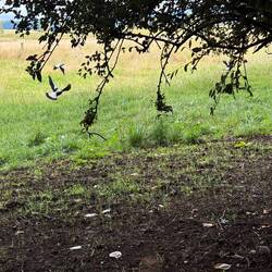 Lot of beautiful birds in NZ including the easy to spot magpies