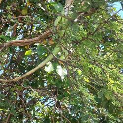 Je te vois, tu me vois...