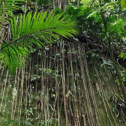 Fadenvorhänge im Wald