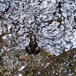 Das kleine Fröschli ♡