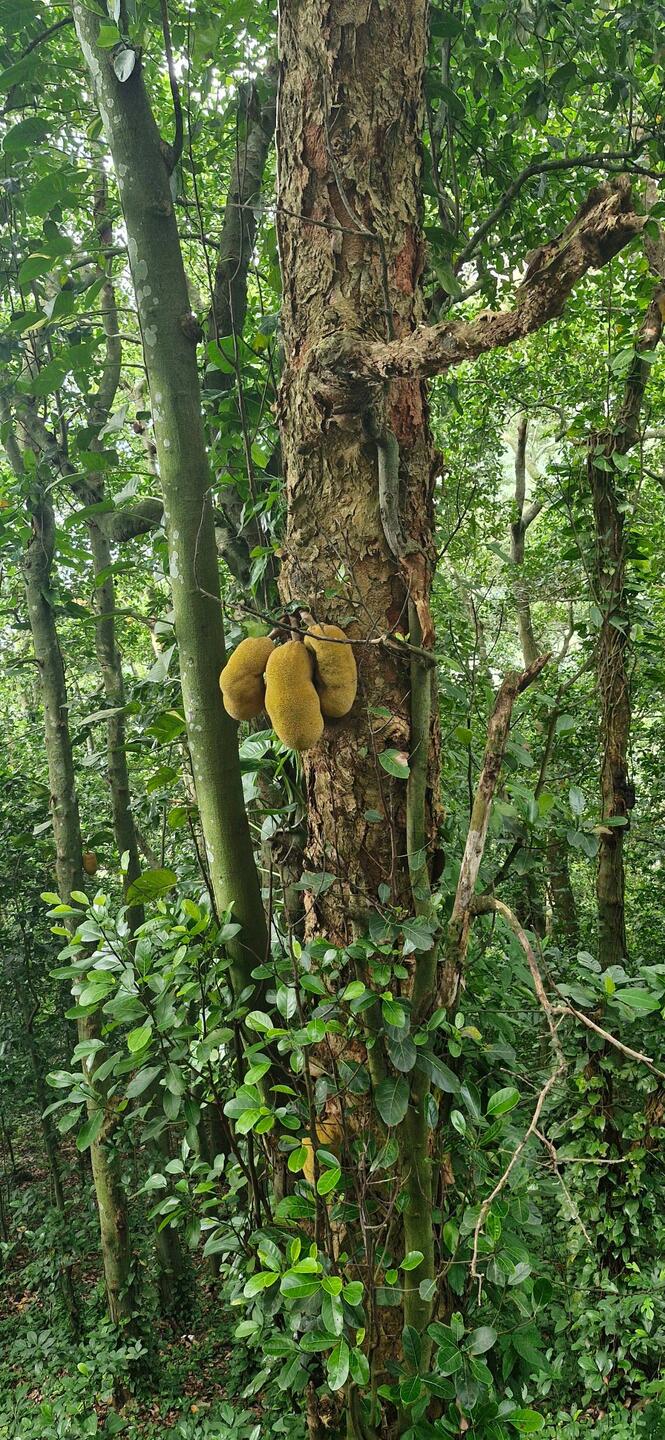 Jackfruits