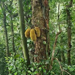 Jackfruits