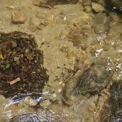 Die Waterbugs...haltet doch mal still!