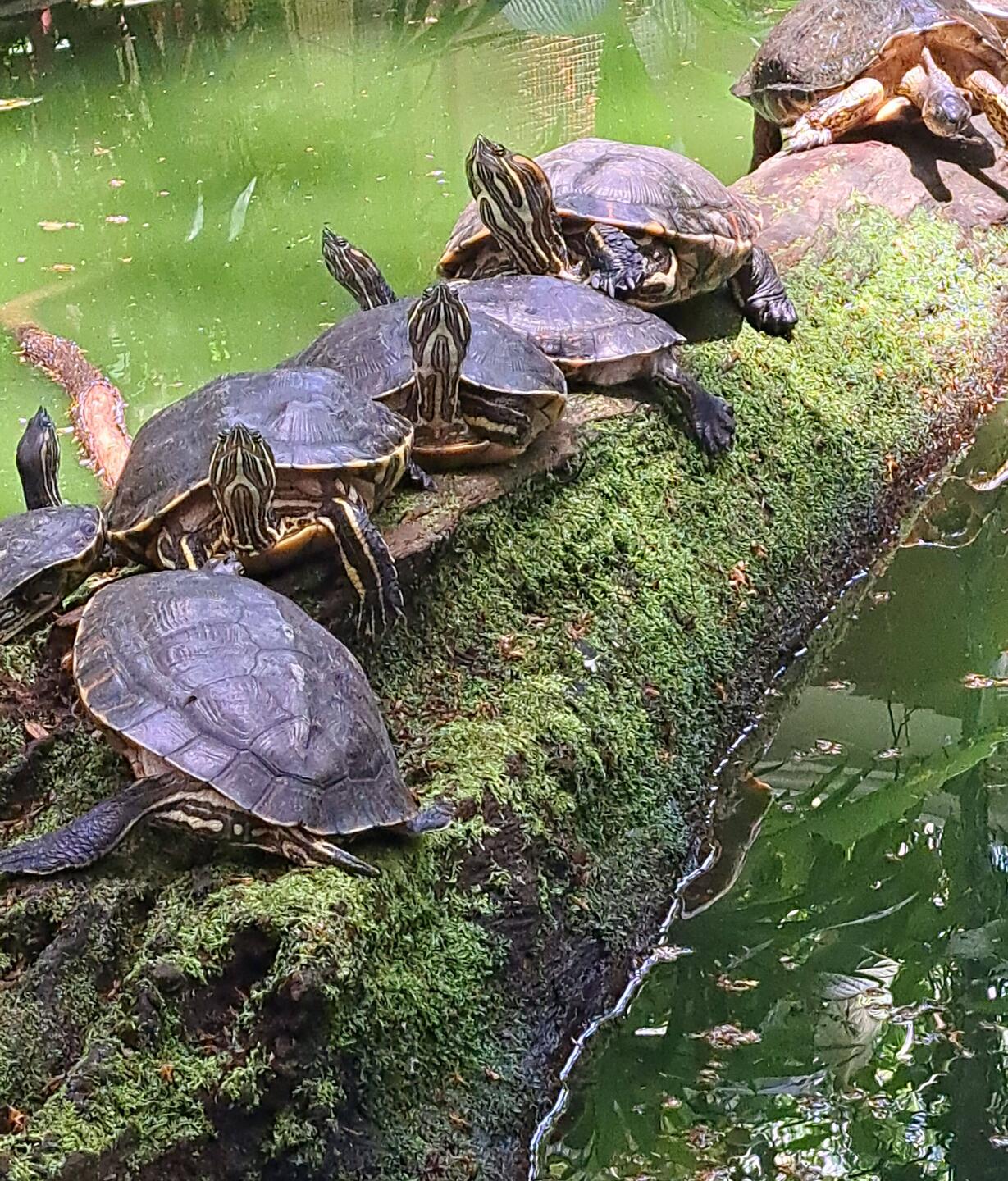 Las tortugas