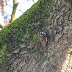 Treecreeper spotted on the offside