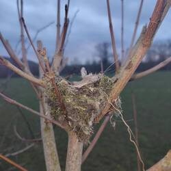 Vicky found what she thinks is a Robin nest near our moorings. Small, mossy and lined with fleece.