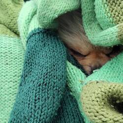 Leo got tired travelling on the stern