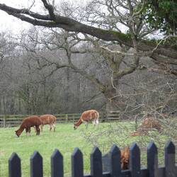 Alpacas alongside the canal