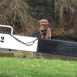 Tiger Lilly helping at the locks