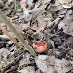 One of many Elf Cups we found on the woodland floor
