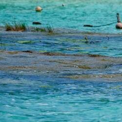 *Süßwasser-Stromatolithen