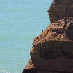 Wer findet det den Pinguin?