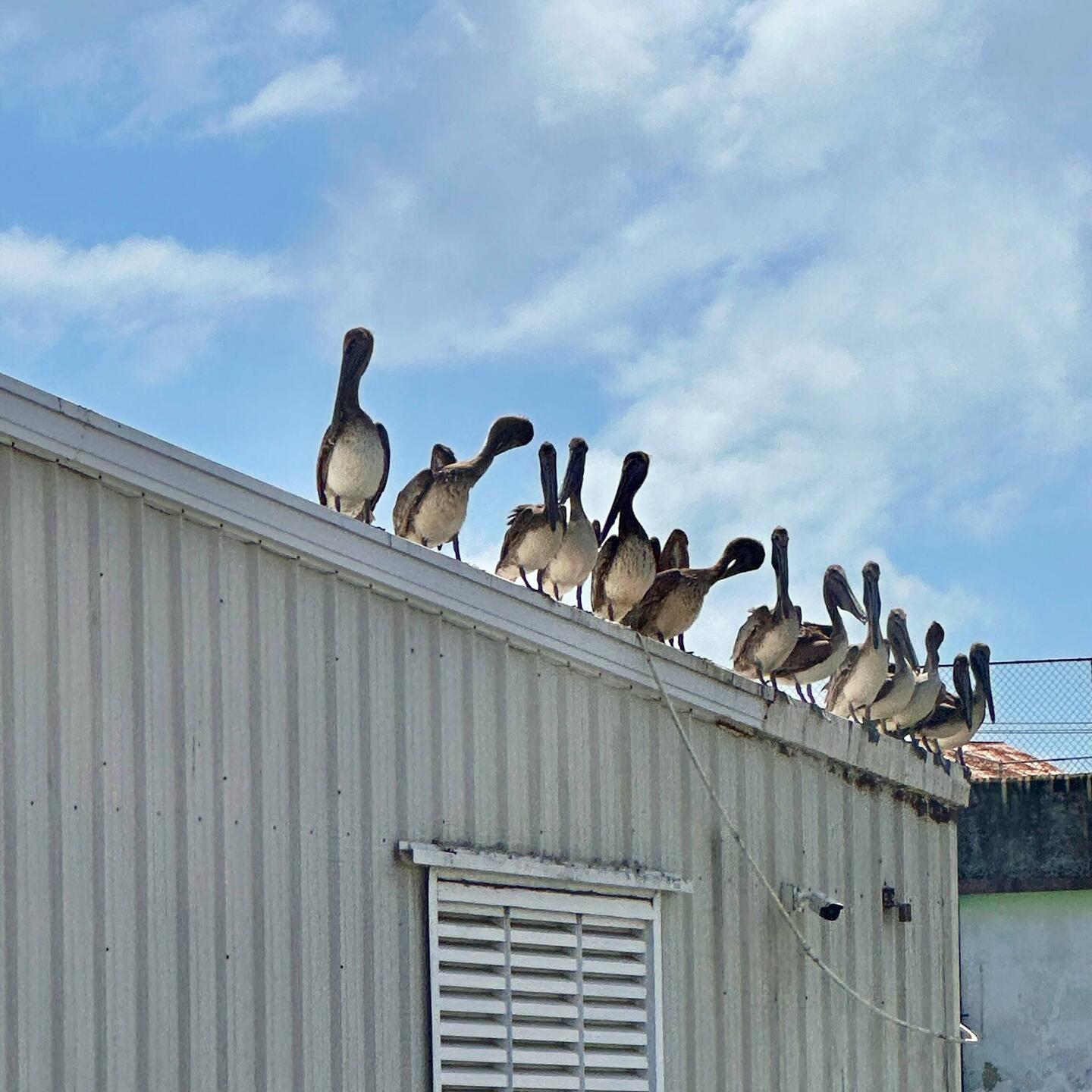 Auch hier... Pelikane