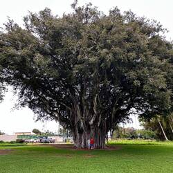 Ein riesiger Banyanbaum