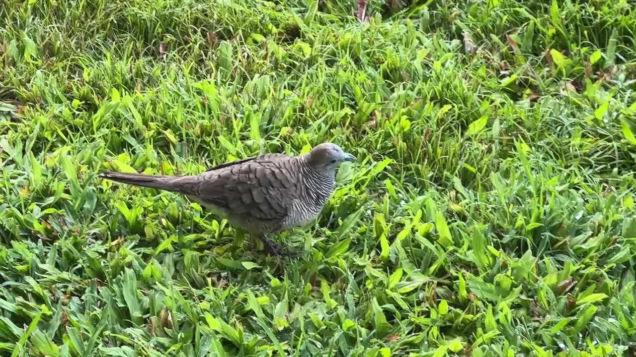 Meine kleine Zebrataube die die Tautropfen am Morgen von den Grashalmen trinkt