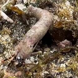 Ein Einsiedlerkrebs mit seiner kreativen Behausung