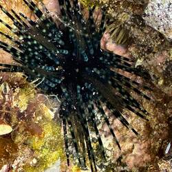 Gibt es auch in der gestreifften Ausführung