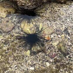 Diese Seeigel können sich ganz langsam fortbewegen