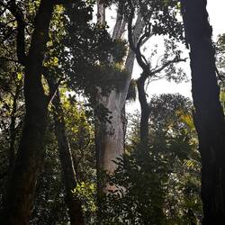 Trounson Kauri Park