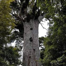 Tane Mahuta ("Gott des Waldes")