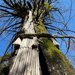 One of the trees in the shrine area! Massive!