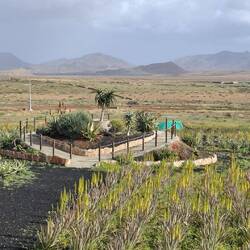 Aloe Vera Pflanzenplantage🪴🌱