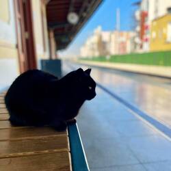 Station Master