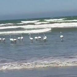 Flamingos vertrieben