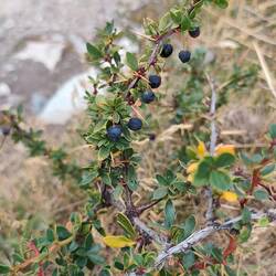 Da ist die Calafate-Beere