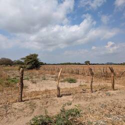 Flat cowboy lands (with palmtrees)