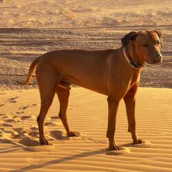 Quappo liebt die Sanddünen