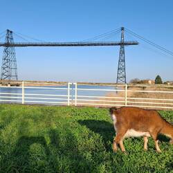 Schwebefähre mit Ziege 😉