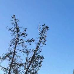 Ich liebe die Gesänge 😍