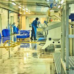 Überall Fabriken, in denen der Fisch weiterverarbeitet wird