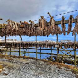 Skrai, der Winterkabeljau