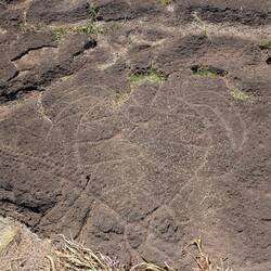 Can you see the turtle?