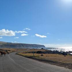 There are wild horses all around