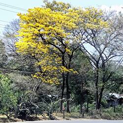 Weiter geht's ... an blühenden Bäumen entlang ...